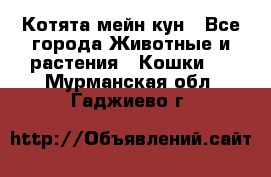 Котята мейн кун - Все города Животные и растения » Кошки   . Мурманская обл.,Гаджиево г.